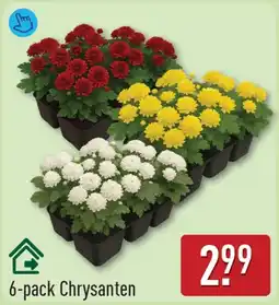 ALDI Chrysanten aanbieding