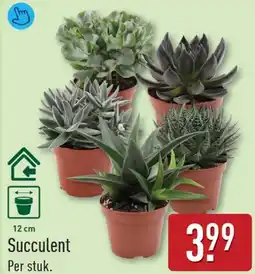 ALDI Succulent aanbieding