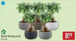 ALDI Bonsai ginseng in pot aanbieding