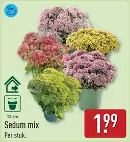 ALDI Sedum mix aanbieding