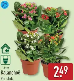 ALDI Kalanchoë aanbieding