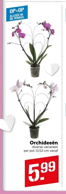 Coop Orchideeen diverse varianten aanbieding