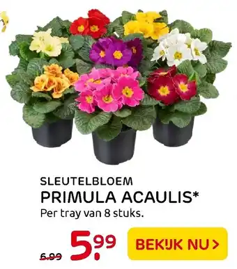 Praxis Sleutelbloem Primula Acaulis aanbieding