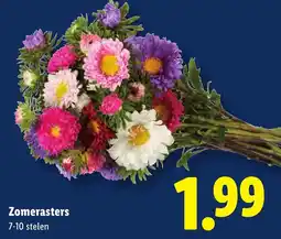 Lidl Zomerasters aanbieding