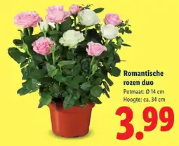 Lidl Romantische rozen duo aanbieding