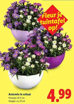 Lidl Astermix in schaal aanbieding
