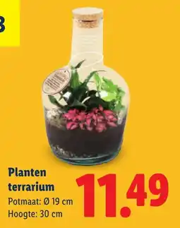 Lidl Planten terrarium aanbieding