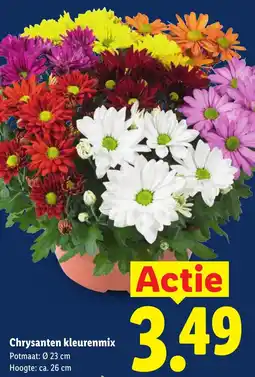 Lidl Chrysanten kleurenmix aanbieding