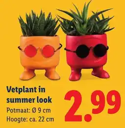 Lidl Vetplant in summer look aanbieding
