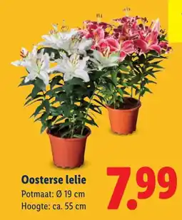 Lidl Oosterse lelie aanbieding