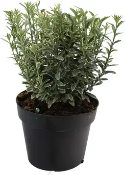 Intratuin Kardinaalsmuts (Euonymus japonicus 'Microphyllus Albovariegatus') D 17 H 20 cm aanbieding