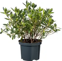 Intratuin Japanse Azalea (Rhododendron japonica) rood D 17 H 30 cm aanbieding