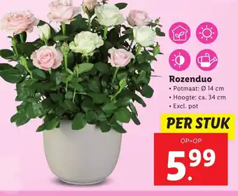 Lidl Rozenduo aanbieding