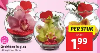 Lidl Orchidee in glas 13cm aanbieding