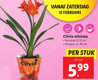 Lidl Clivia miniata 12cm aanbieding