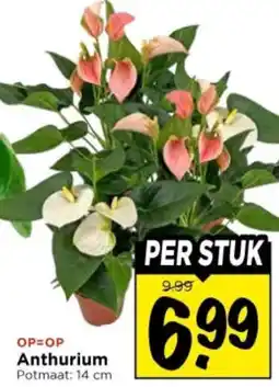 Vomar Voordeelmarkt Anthurium aanbieding