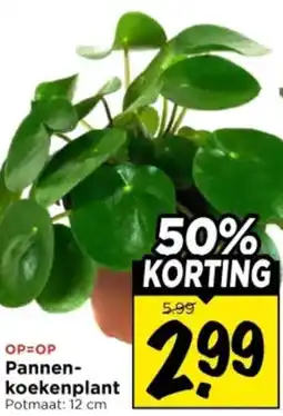Vomar Voordeelmarkt Pannenkoekenplant aanbieding