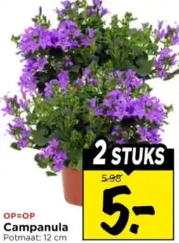 Vomar Voordeelmarkt Campanula aanbieding
