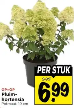 Vomar Voordeelmarkt Pluimhortensia aanbieding