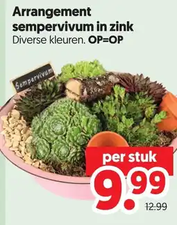 Dekamarkt Arrangement sempervivum in zink aanbieding
