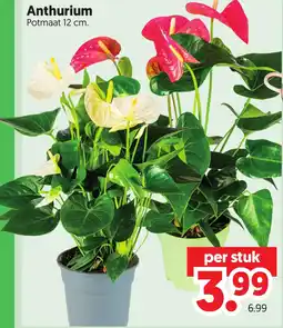 Dekamarkt Anthurium aanbieding