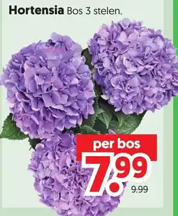 Dekamarkt Hortensia Bos aanbieding