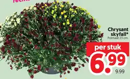 Dekamarkt Chrysant skyfall* aanbieding