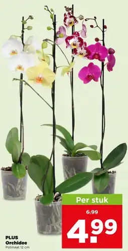PLUS PLUS Orchidee aanbieding