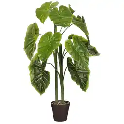 Van Cranenbroek Alocasia in pot 100 cm aanbieding