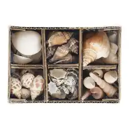 Van Cranenbroek Schelpen in doos nature 400 g aanbieding