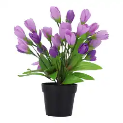 Van Cranenbroek Plant W 4 assorti aanbieding