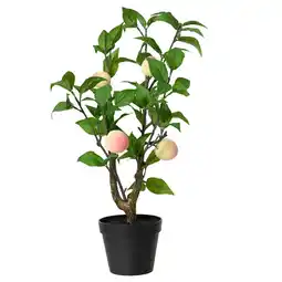 Van Cranenbroek Perzikplant in pot 48 cm aanbieding