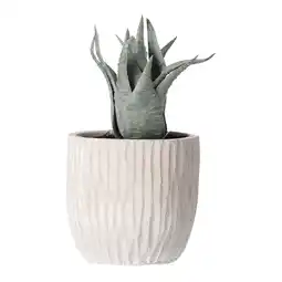 Van Cranenbroek Vetplant decoratie 8 cm diverse uitvoeringen aanbieding