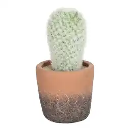 Van Cranenbroek Cactus in pot 15 cm aanbieding