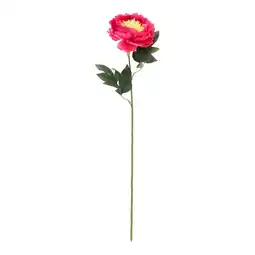 Van Cranenbroek Pioen fuchsia 66 cm aanbieding