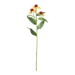 Van Cranenbroek Echinacea geel 62 cm aanbieding