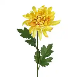 Van Cranenbroek Chrysant geel 60 cm aanbieding