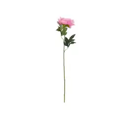 Van Cranenbroek Pioen roze 66 cm aanbieding