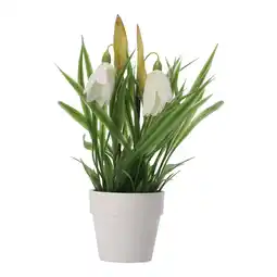 Van Cranenbroek Plant in pot 20 cm diverse assorti aanbieding