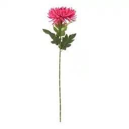 Van Cranenbroek Bloem spider mum roze 58 cm aanbieding