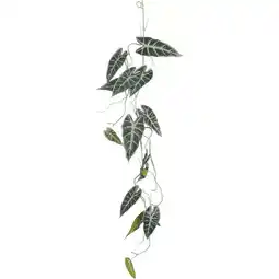 Van Cranenbroek Alocasia hangend groen 115 cm aanbieding