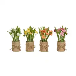 Van Cranenbroek Viooltje in pot 15 cm aanbieding