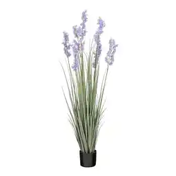Van Cranenbroek Pot gras Campanula paars 150 cm aanbieding