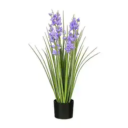 Van Cranenbroek Pot gras Campanula paars 78 cm aanbieding