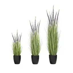 Van Cranenbroek Pot Eremurus paars aanbieding