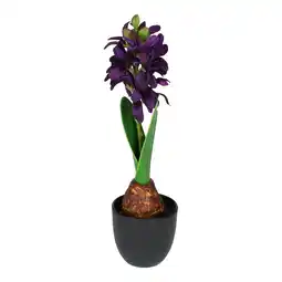 Van Cranenbroek Hyacinth in pot paars 28 cm aanbieding
