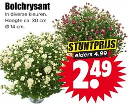 Dirk Bolchrysant aanbieding