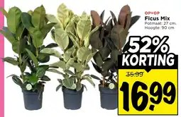 Vomar Voordeelmarkt Ficus Mix aanbieding