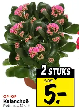 Vomar Voordeelmarkt Kalanchoë aanbieding