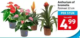 Hoogvliet Anthurium of bromelia aanbieding